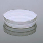 100mm Petri Dish