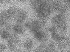 Human PBMC transfection with GFP plasmid