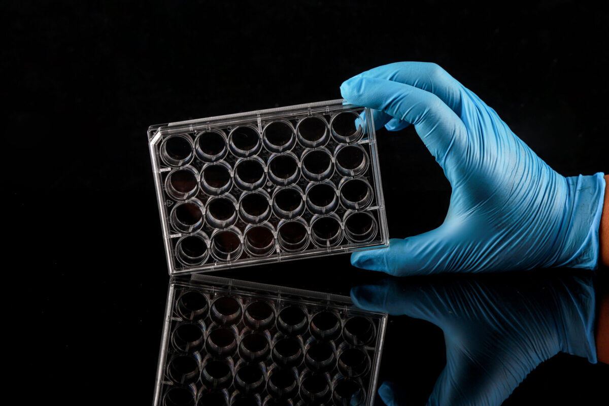 24 Well Cell Culture Plate (702001) | Nest | Ushelf