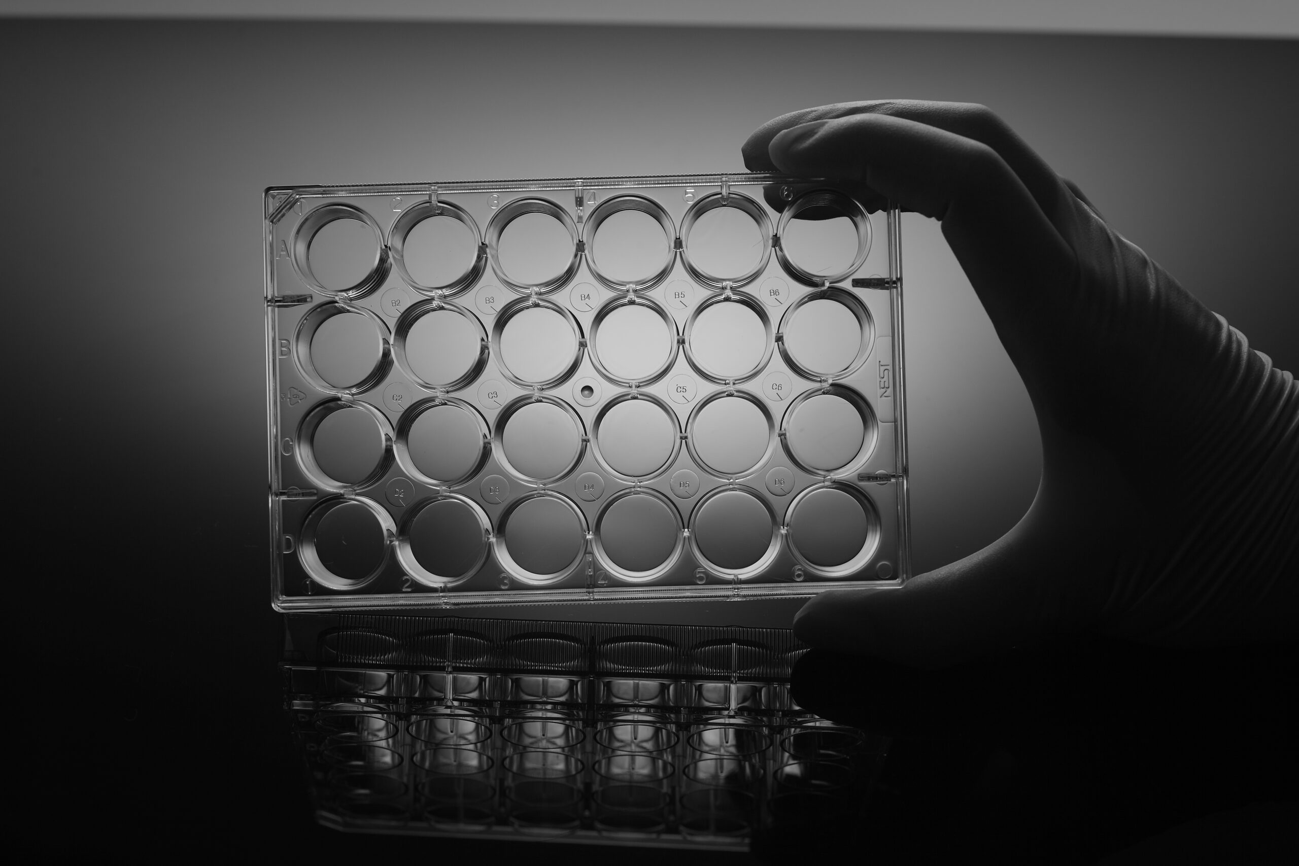 24 Well Cell Culture Plate (702002) | Nest | Ushelf