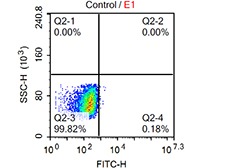 Human PBMC transfection with GFP plasmid