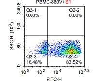 Human PBMC transfection with GFP plasmid