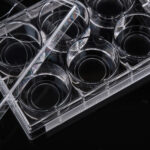 6 Well Glass Bottom Plate