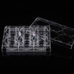 6 Well Glass Bottom Plate-4
