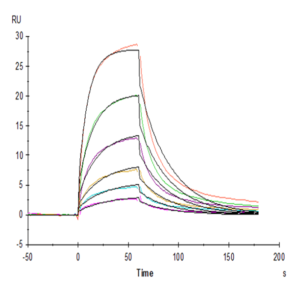 Human Serum Albumin Protein (BSA-HM401)