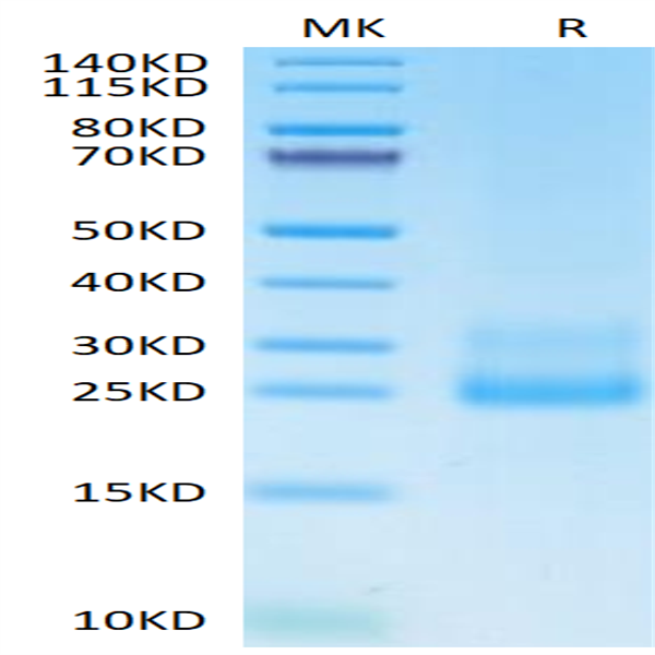 Human CD69/CLEC2C Protein (CD6-HM196)