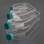 Cell Culture Flask-2
