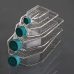 Cell Culture Flask-3
