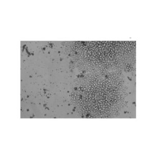 Cell Fusion 11-0106F | CELETRIX