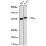 CD8A Rabbit mAb (A0663)