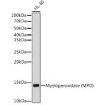 Myeloperoxidase (MPO) Rabbit mAb (A12109)