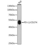 PD-L1/CD274 Rabbit mAb (A18103)