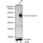 A18103: PD-L1/CD274 Rabbit mAb