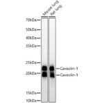 Caveolin-1 Rabbit mAb (A19006)