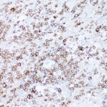 A19013: CD19 Rabbit mAb