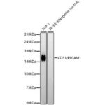 CD31/PECAM1 Rabbit mAb (A19014)
