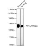 A19014: CD31/PECAM1 Rabbit mAb
