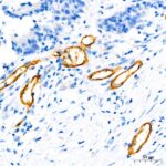 A19015: CD34 Rabbit mAb