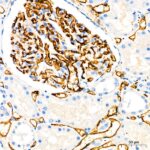 CD34 Rabbit mAb (Catalog Number: A19015) Abclonal