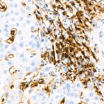 A19018: CD4 Rabbit mAb