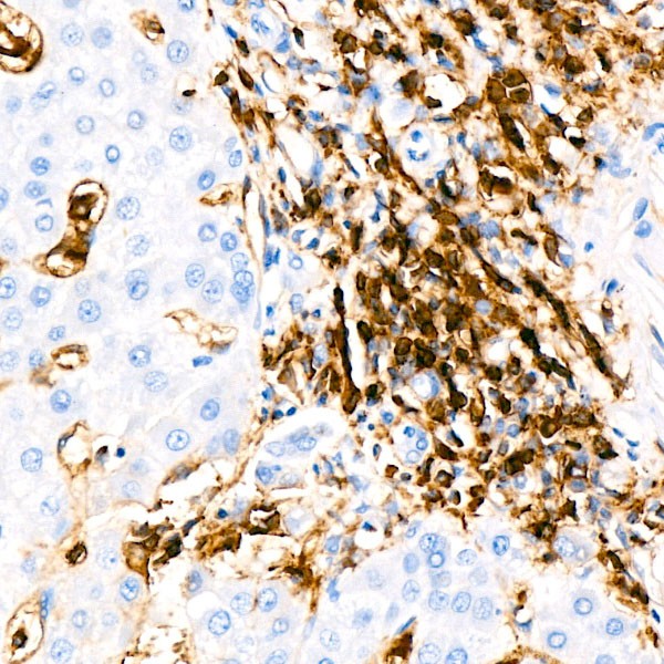 A19018: CD4 Rabbit mAb
