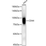 CD44 Rabbit mAb (A19020)