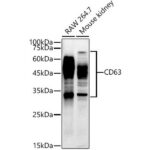 A19023: CD63 Rabbit mAb