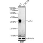 A19030: [KO Validated] CDX2 Rabbit mAb