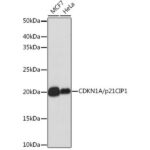 [KO Validated] CDKN1A/p21 Rabbit mAb (A19094)