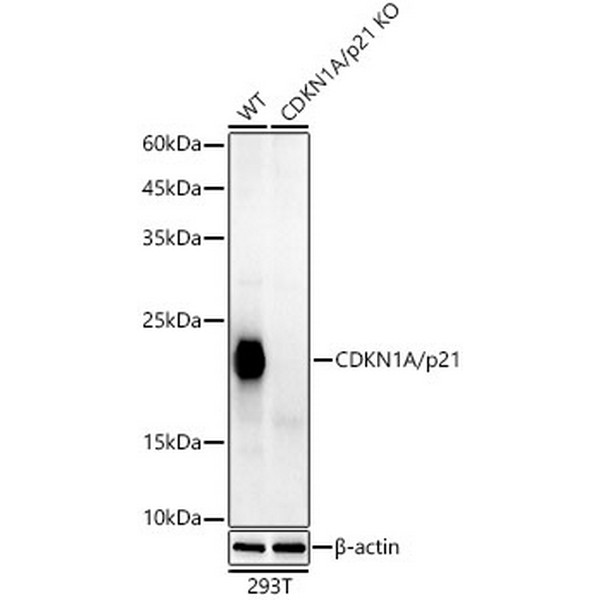 [KO Validated] CDKN1A/p21 Rabbit mAb(Catalog Number: A19094) Abclonal