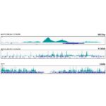 [KO Validated] Smad4 Rabbit mAb (A19116)