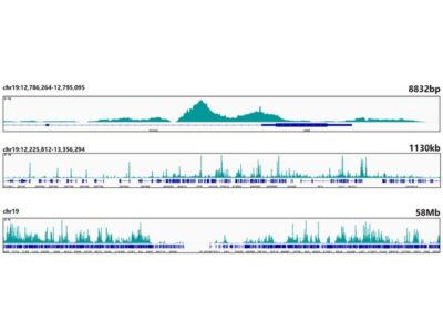 [KO Validated] Smad4 Rabbit mAb (A19116)