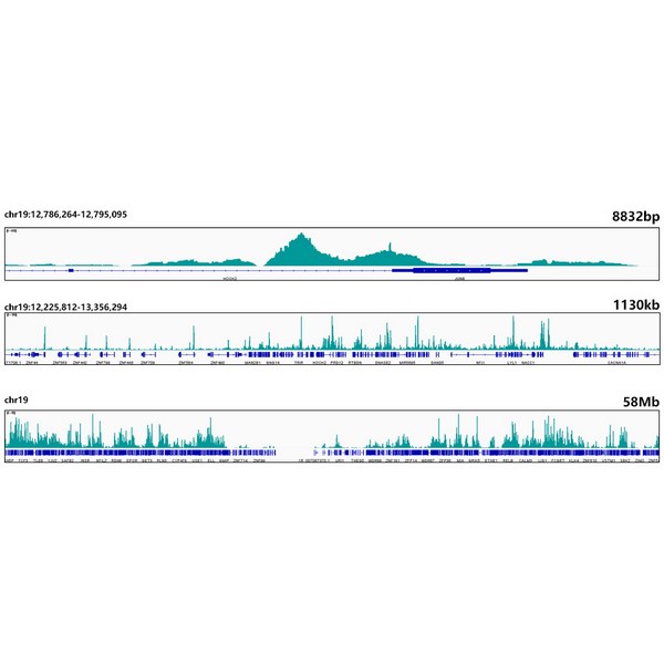[KO Validated] Smad4 Rabbit mAb (A19116)