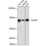 A19116: [KO Validated] Smad4 Rabbit mAb