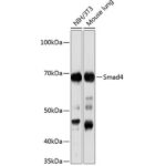 [KO Validated] Smad4 Rabbit mAb (Catalog Number: A19116) Abclonal