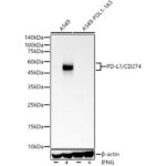 PD-L1/CD274 Rabbit mAb (A19135)