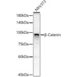 Abclonal [KO Validated] β-Catenin Rabbit mAb (Catalog Number: A19657)