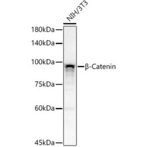 Abclonal [KO Validated] β-Catenin Rabbit mAb (Catalog Number: A19657)