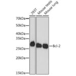 Bcl-2 Rabbit mAb (A19693)