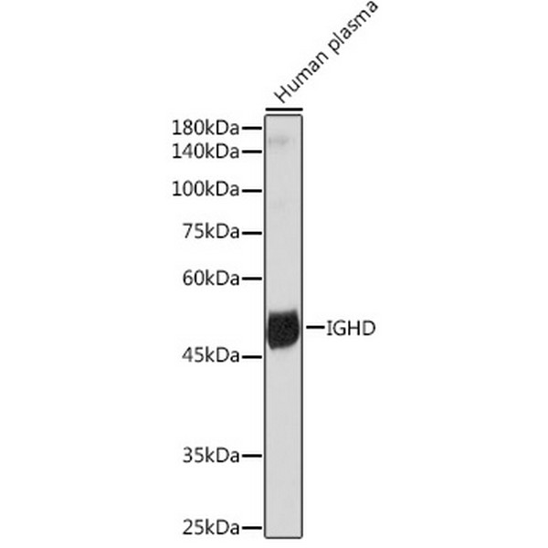 A19708-1 IGHD Rabbit mAb (A19708)