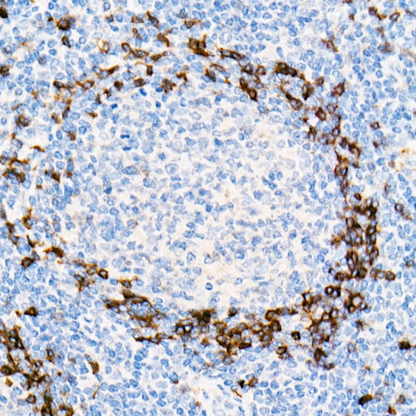 A19708: IGHD Rabbit mAb