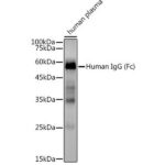 Human IgG Rabbit mAb (A19711)