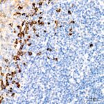 A19711: Human IgG Rabbit mAb