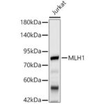 MLH1 Mouse mAb (A20544)