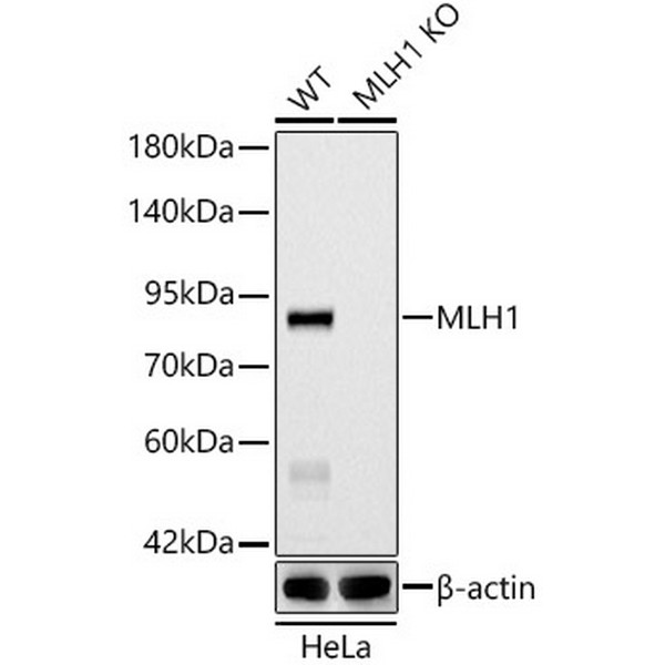 A20544: MLH1 Mouse mAb