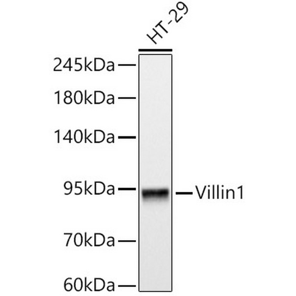 A20545: Villin1 Mouse mAb