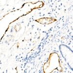 von Willebrand factor (VWF) Rabbit mAb (A21054)