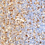 human IgG (Fc) Mouse mAb (A21215)