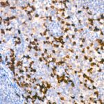 human IgG (Fc) Mouse mAb (Catalog Number: A21215) Abclonal