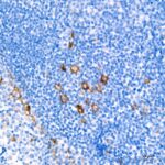 A21230: CD30 Rabbit mAb